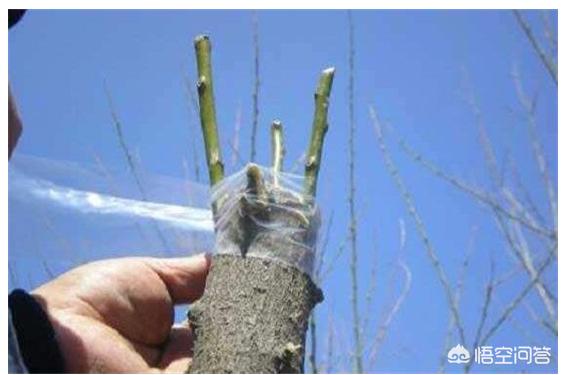 头条问答 海棠果树不嫁接会结果吗 怎么养护 10个回答