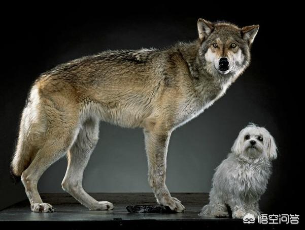 狗和狼的DNA一样吗？插图18