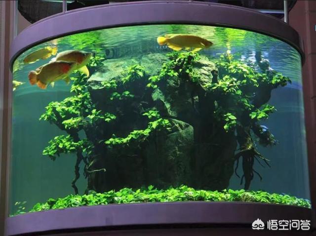 头条问答 鱼缸里放什么水草好 25个回答