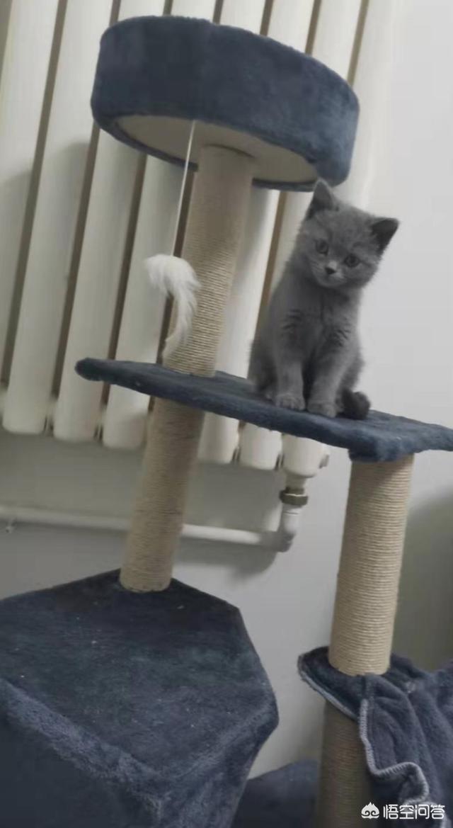 想养一只猫,哪种猫比较好养,而且爱干净,价格怎么样？