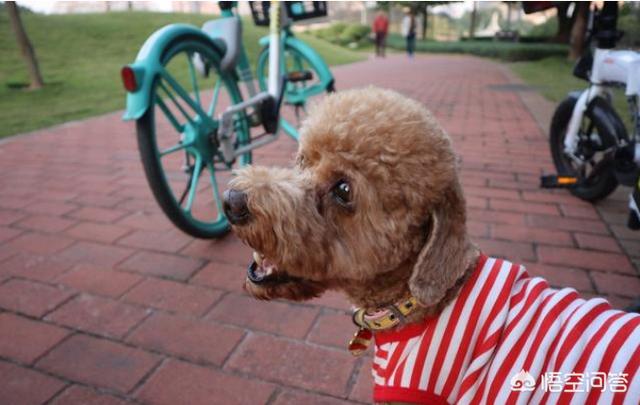 阿富汗斗狗大赛:比特犬土佐犬纽波利顿谁厉害？