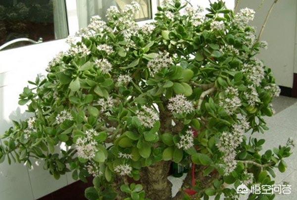 铁线蕨图片:家里的小角落摆什么植物最合适？