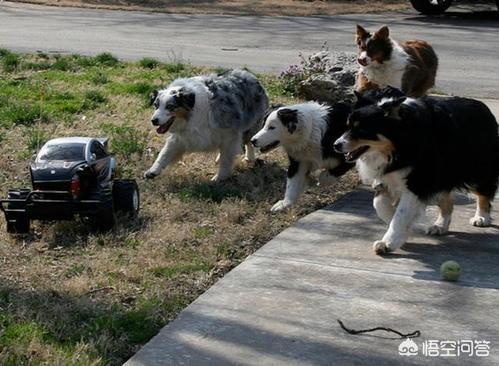 边境牧羊犬好养吗家里能养:边牧价格不高，为什么这么少人养？