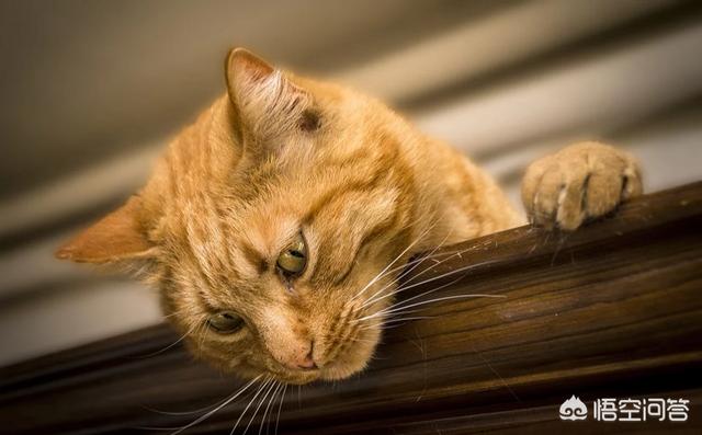 猫咪睡在猫砂盆:把小猫关进笼子里它在猫砂盆里拉，放出来就到处拉，该怎么办？