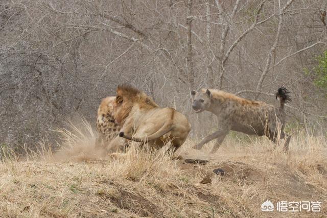 非洲野狗和鬣狗视频:狮子、豹子驱赶鬣狗、野犬，为什么不动真格？