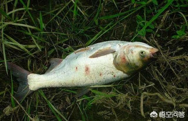 鱼会吃观赏植物吗?:淡水鱼塘什么动物吃腐蚀性植物？
