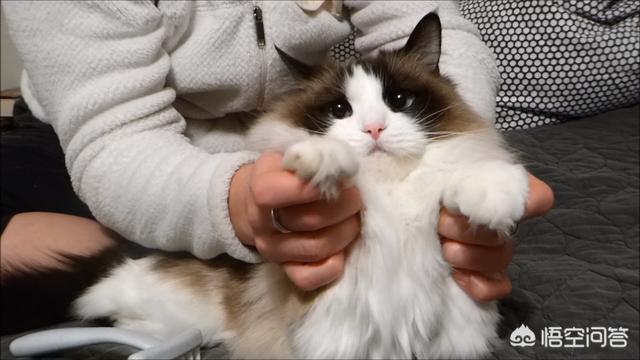 布偶:布偶猫价格 网友们，请问有谁养过布偶吗？真的很乖？好养吗？