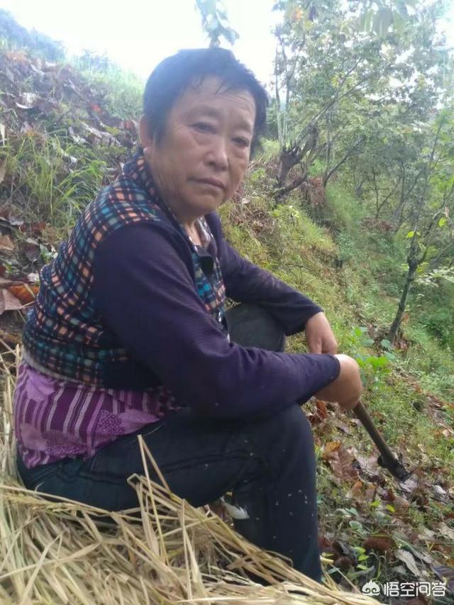 你知道芦丁鸡吗？了解之后你会去养殖芦丁鸡吗？