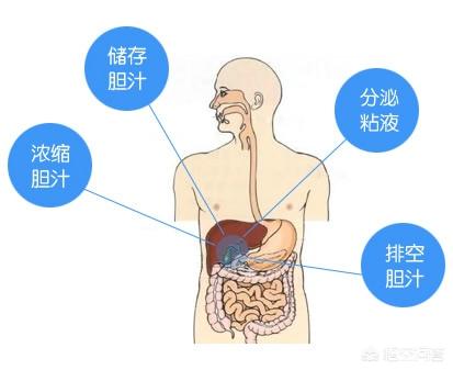 胆囊炎的症状:胆囊不好的人，通常都有哪些感觉？