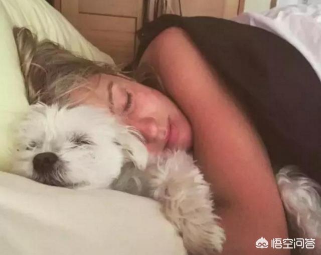 睡狗:有的狗狗为什么喜欢和人一起睡觉呢？