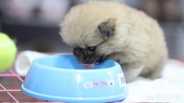 松狮幼犬怎么挑:如何挑选一只好的边牧幼犬？