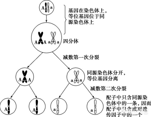 动物是怎么交流配的过程:卵生动物是不是都跟鸡一样不交配也能下蛋？