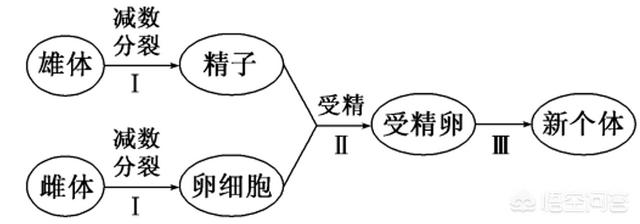 动物是怎么交流配的过程:卵生动物是不是都跟鸡一样不交配也能下蛋？