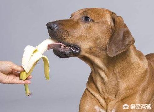 狗狗可以喝安慕希吗，什么食物对狗狗来说是什么危险的