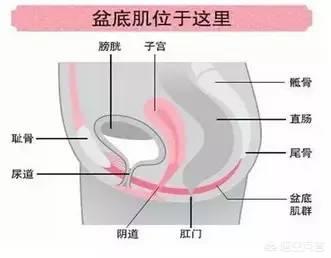 什么是子宫脱垂，妈妈被确诊子宫脱垂，什么是子宫脱垂