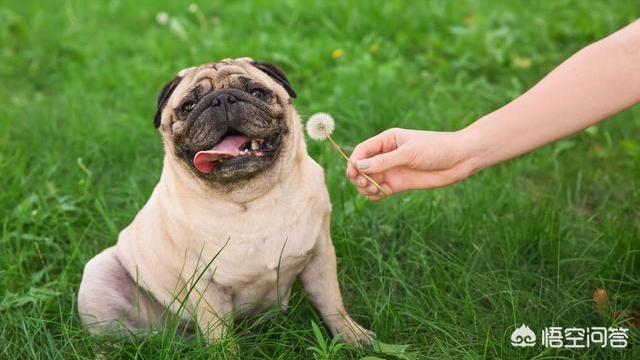 小型狗的寿命:小型犬的寿命 为什么泰迪大多活不过15岁？