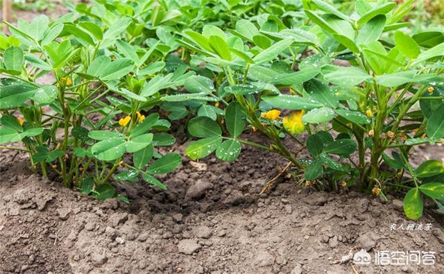 头条问答 什么样的土壤比较适合种植花生 种植花生需要注意些什么 Iam甄探的回答 0赞