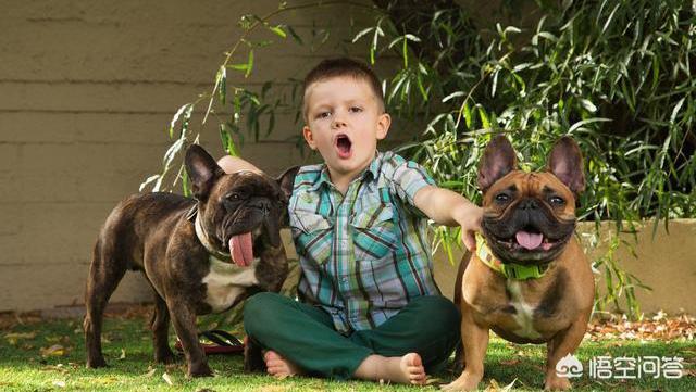 纯种凯安梗幼犬好养吗:养约克夏是一种怎样的体验？