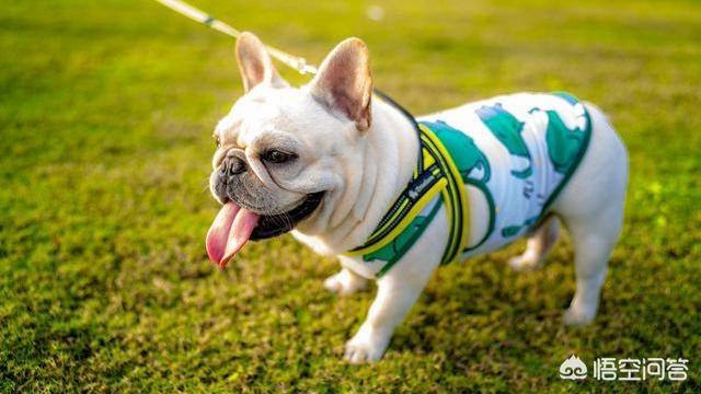 纯种凯安梗幼犬好养吗:养约克夏是一种怎样的体验？