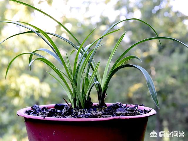 宿根兰花鼠尾草高度:刚种植的兰花要不要透水？为什么？