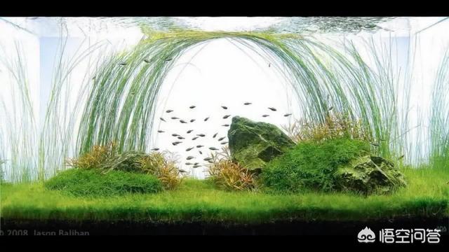 水草能在火山石生长么?:草缸可以先放水草泥种上水草后，在上面再去铺一层底砂吗？