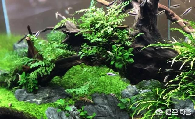 水草能在火山石生长么?:草缸可以先放水草泥种上水草后，在上面再去铺一层底砂吗？