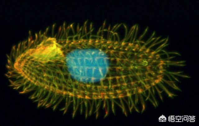为什么会有雌雄同体的动物:为什么地球上的大多数生物只有两种性别？