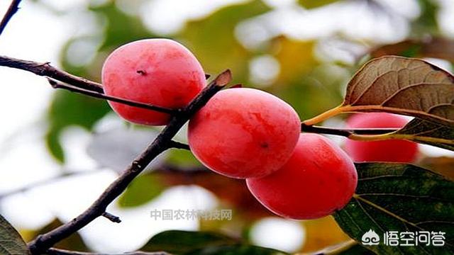 火焰乌贼柿饼:种柿子，晒柿饼，什么品种好？