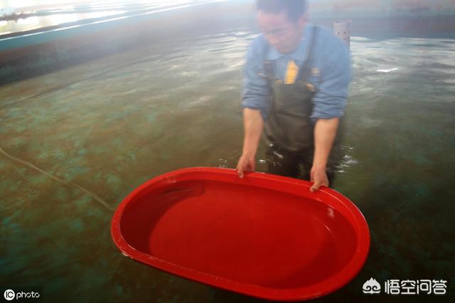 红宝石鱼苗越养越少:红宝石鱼苗可以放在盆里养吗 鱼塘随便放三四条小鲫鱼能繁殖越来越多吗？