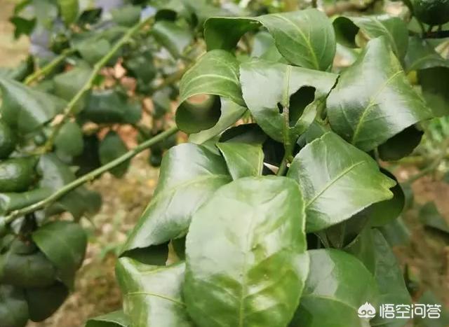 花叶芋根结线虫病:柑橘根结线虫有哪些危害？我们该如何有效防治？
