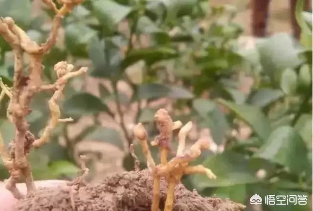 花叶芋根结线虫病:柑橘根结线虫有哪些危害？我们该如何有效防治？