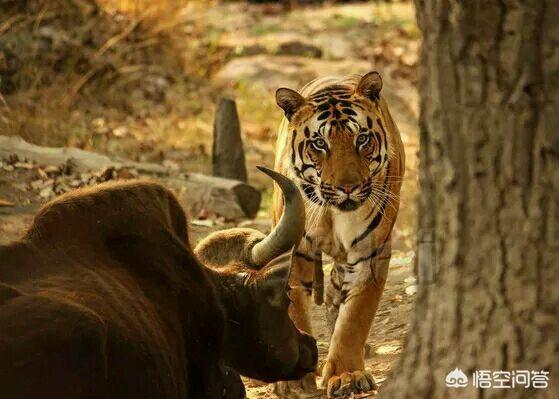 老虎,大象,狮子谁才是森林之王?