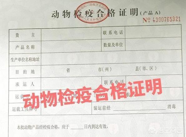 法斗犬能坐飞机吗:有哪些狗狗是不能带上飞机的？带狗狗上飞机需要注意什么？