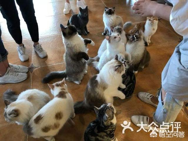 南宁狗狗咖啡厅:你们对现在流行的宠物咖啡店怎么看呢？