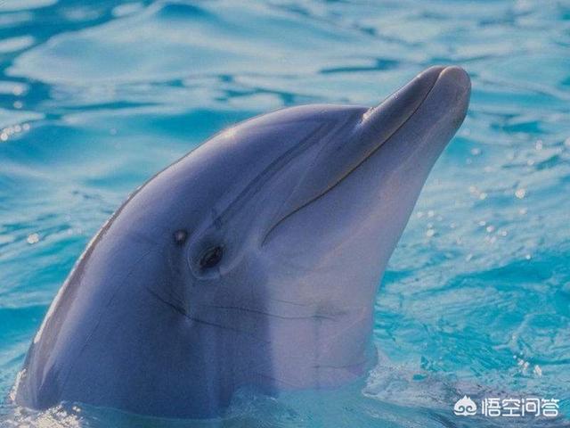 头条问答 海豚和鱼类哪种呼吸系统水下效率高 红色男爵钓鱼俱乐部的回答 0赞