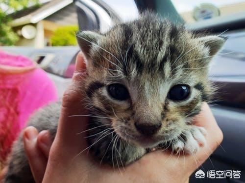 帕拉斯猫为什么不能养:问，猫爱咬人这猫能养吗？ 帕拉斯猫