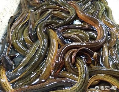 鱼刺少的海鱼都有哪些:鱼刺少的海鱼都有哪些 请问哪些鱼类鱼刺少或容易去掉鱼刺？