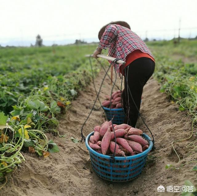 软腐病191:西瓜菌核病应该如何防治？