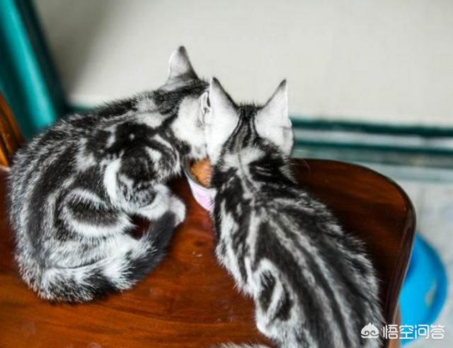美国短毛猫图片:选纯种猫你是选英国短毛猫还是美国短毛猫、还是布偶猫呢？