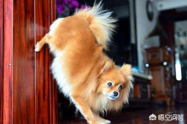 纯种博美犬好养吗:头条里有家里养着博美的吗？需要详细了解下，博美好养嘛？