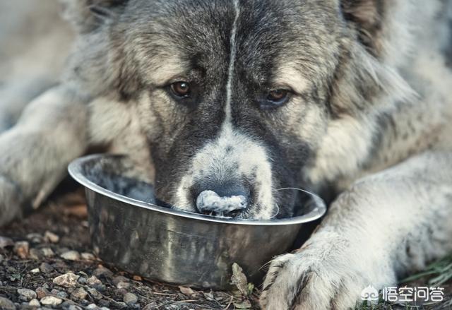 高加索犬vs藏獒照片:关于高加索犬和藏獒谁能打？
