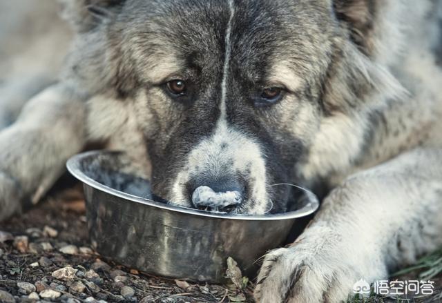 俄罗斯高加索犬打架:俄罗斯的高加索犬 高加索犬会主动攻击人吗？