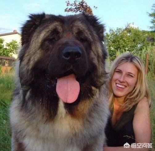 央视高加索犬vs藏獒:关于高加索犬和藏獒谁能打？