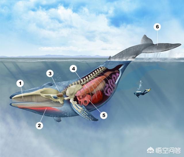 为什么鲸鱼类的鳍骨就好像人手一样？