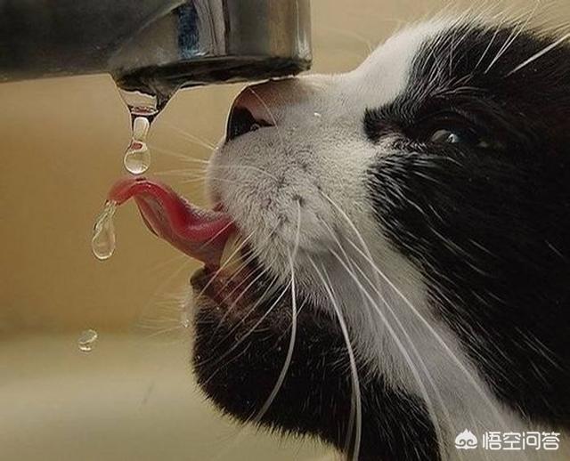 尿酸过高是尿毒症前兆吗:痛风患者，尿酸升高时，是不是肌酐也会跟尿酸一起升高？