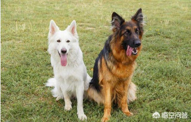大头德牧牧羊犬:如何辨别一只标准的德国牧羊犬？
