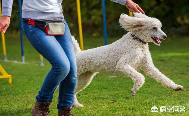 贵宾犬怎么养怎么训练:训练贵宾犬时，哪些禁忌一定不能犯？