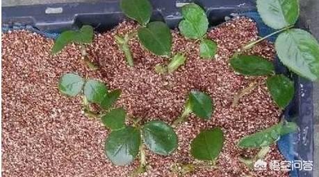 月季花的栽培与繁殖:月季花的栽培与管理技术详解 月季花应该怎么扦插才能够快速生根？秋季合适吗？