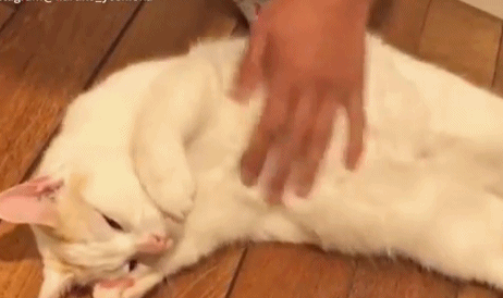 猫的铲屎官是什么意思是什么:猫咪的铲屎官是啥意思 猫咪对主人的情感表达信号，大家了解吗？