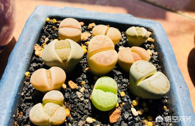 石花长什么样子图片,生石花三年后还能长大吗？